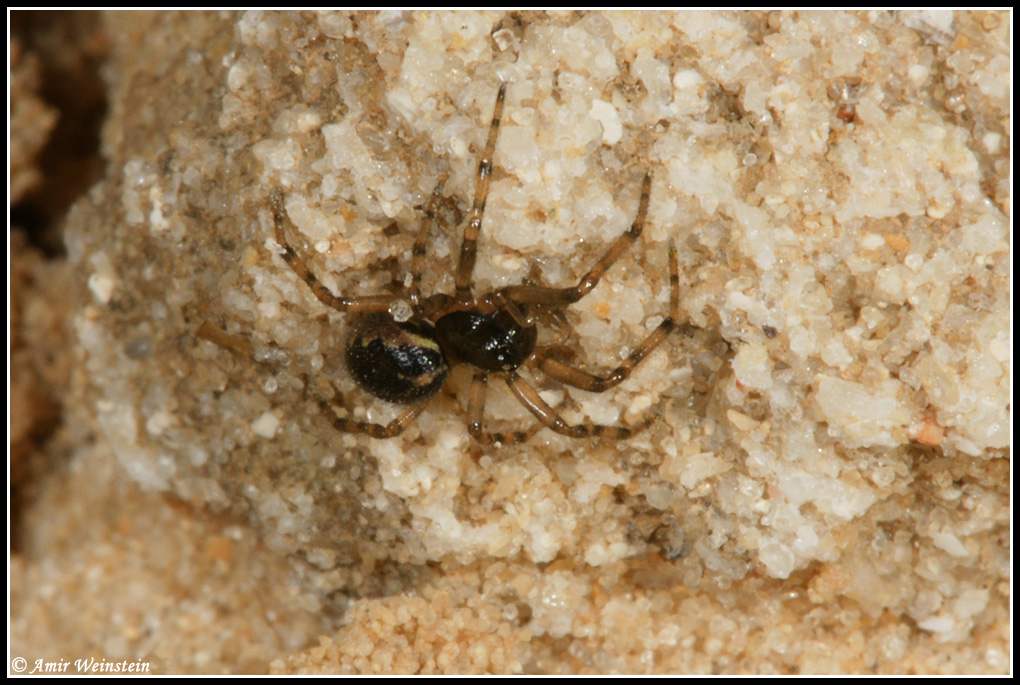 Enoplognatha sp.